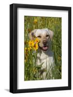 Female Labrador Retriever in Prairie Wildflowers, Geneva, Illinois, USA-Lynn M^ Stone-Framed Photographic Print