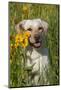 Female Labrador Retriever in Prairie Wildflowers, Geneva, Illinois, USA-Lynn M^ Stone-Mounted Photographic Print