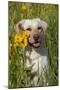 Female Labrador Retriever in Prairie Wildflowers, Geneva, Illinois, USA-Lynn M^ Stone-Mounted Photographic Print