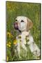 Female Labrador Retriever in Prairie Wildflowers, Geneva, Illinois, USA-Lynn M^ Stone-Mounted Photographic Print