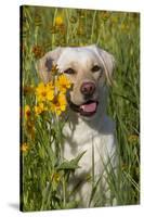 Female Labrador Retriever in Prairie Wildflowers, Geneva, Illinois, USA-Lynn M^ Stone-Stretched Canvas