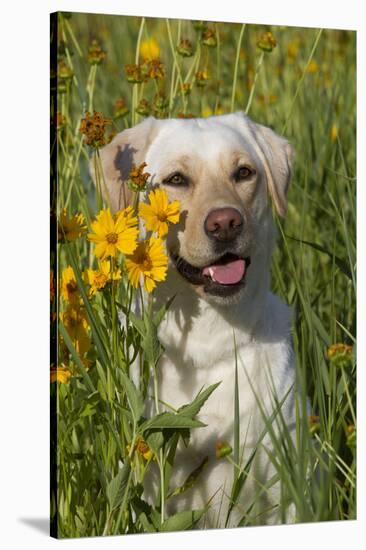 Female Labrador Retriever in Prairie Wildflowers, Geneva, Illinois, USA-Lynn M^ Stone-Stretched Canvas