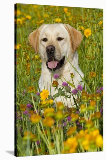 Female Labrador Retriever in Prairie Wildflowers, Geneva, Illinois, USA-Lynn M^ Stone-Stretched Canvas