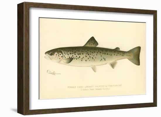 Female Land Locked Salmon-null-Framed Giclee Print