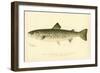 Female Land Locked Salmon-null-Framed Giclee Print