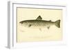 Female Land Locked Salmon-null-Framed Giclee Print