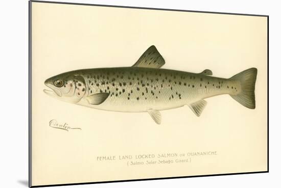 Female Land Locked Salmon-null-Mounted Giclee Print