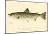 Female Land Locked Salmon-null-Mounted Giclee Print