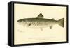 Female Land Locked Salmon-null-Framed Stretched Canvas