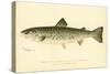 Female Land Locked Salmon-null-Stretched Canvas