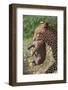 Female Leopard carrying cub, Kgalagadi Transfrontier Park-Ann & Steve Toon-Framed Photographic Print