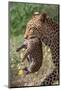 Female Leopard carrying cub, Kgalagadi Transfrontier Park-Ann & Steve Toon-Mounted Photographic Print