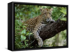 Female Leopard Rests in the Shade, Lying on the Branch of a Tree-John Warburton-lee-Framed Stretched Canvas