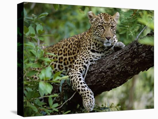 Female Leopard Rests in the Shade, Lying on the Branch of a Tree-John Warburton-lee-Stretched Canvas