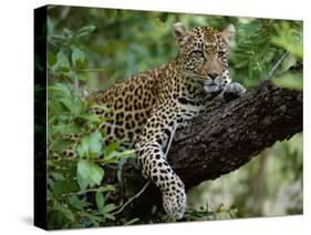 Female Leopard Rests in the Shade, Lying on the Branch of a Tree-John Warburton-lee-Stretched Canvas