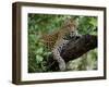 Female Leopard Rests in the Shade, Lying on the Branch of a Tree-John Warburton-lee-Framed Photographic Print