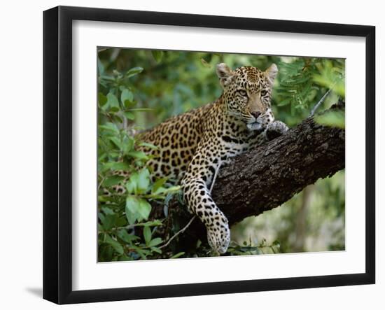 Female Leopard Rests in the Shade, Lying on the Branch of a Tree-John Warburton-lee-Framed Photographic Print