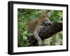 Female Leopard Rests in the Shade, Lying on the Branch of a Tree-John Warburton-lee-Framed Photographic Print