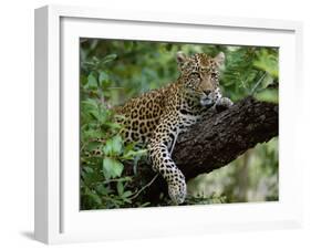 Female Leopard Rests in the Shade, Lying on the Branch of a Tree-John Warburton-lee-Framed Photographic Print