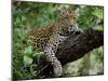 Female Leopard Rests in the Shade, Lying on the Branch of a Tree-John Warburton-lee-Mounted Photographic Print
