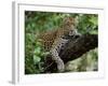 Female Leopard Rests in the Shade, Lying on the Branch of a Tree-John Warburton-lee-Framed Photographic Print