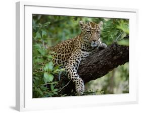 Female Leopard Rests in the Shade, Lying on the Branch of a Tree-John Warburton-lee-Framed Photographic Print
