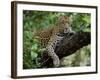 Female Leopard Rests in the Shade, Lying on the Branch of a Tree-John Warburton-lee-Framed Photographic Print