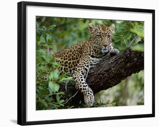 Female Leopard Rests in the Shade, Lying on the Branch of a Tree-John Warburton-lee-Framed Photographic Print