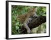 Female Leopard Rests in the Shade, Lying on the Branch of a Tree-John Warburton-lee-Framed Photographic Print