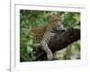 Female Leopard Rests in the Shade, Lying on the Branch of a Tree-John Warburton-lee-Framed Photographic Print