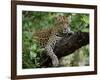 Female Leopard Rests in the Shade, Lying on the Branch of a Tree-John Warburton-lee-Framed Photographic Print