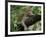 Female Leopard Rests in the Shade, Lying on the Branch of a Tree-John Warburton-lee-Framed Photographic Print