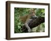 Female Leopard Rests in the Shade, Lying on the Branch of a Tree-John Warburton-lee-Framed Photographic Print