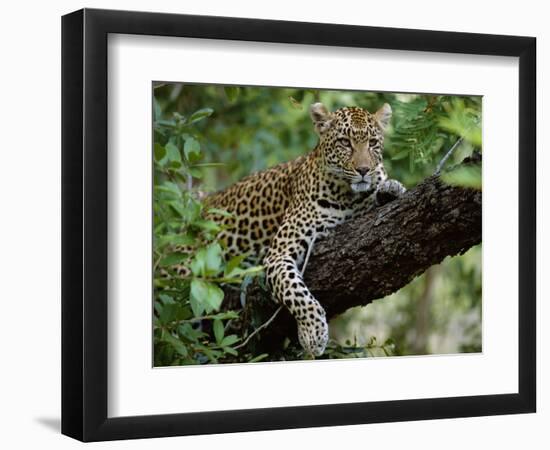 Female Leopard Rests in the Shade, Lying on the Branch of a Tree-John Warburton-lee-Framed Photographic Print