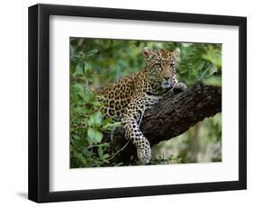 Female Leopard Rests in the Shade, Lying on the Branch of a Tree-John Warburton-lee-Framed Photographic Print