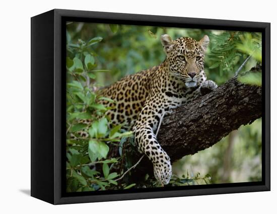 Female Leopard Rests in the Shade, Lying on the Branch of a Tree-John Warburton-lee-Framed Stretched Canvas