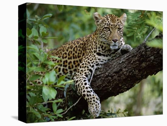 Female Leopard Rests in the Shade, Lying on the Branch of a Tree-John Warburton-lee-Stretched Canvas