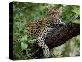 Female Leopard Rests in the Shade, Lying on the Branch of a Tree-John Warburton-lee-Stretched Canvas