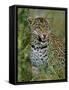 Female Leopard, Sabi Sands Game Reserve, South Africa-John Warburton-lee-Framed Stretched Canvas