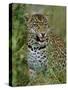 Female Leopard, Sabi Sands Game Reserve, South Africa-John Warburton-lee-Stretched Canvas