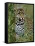 Female Leopard, Sabi Sands Game Reserve, South Africa-John Warburton-lee-Framed Stretched Canvas