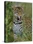 Female Leopard, Sabi Sands Game Reserve, South Africa-John Warburton-lee-Stretched Canvas