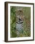 Female Leopard, Sabi Sands Game Reserve, South Africa-John Warburton-lee-Framed Photographic Print