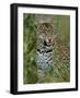 Female Leopard, Sabi Sands Game Reserve, South Africa-John Warburton-lee-Framed Photographic Print