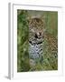 Female Leopard, Sabi Sands Game Reserve, South Africa-John Warburton-lee-Framed Photographic Print