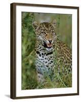 Female Leopard, Sabi Sands Game Reserve, South Africa-John Warburton-lee-Framed Photographic Print
