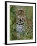 Female Leopard, Sabi Sands Game Reserve, South Africa-John Warburton-lee-Framed Photographic Print