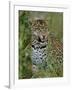 Female Leopard, Sabi Sands Game Reserve, South Africa-John Warburton-lee-Framed Photographic Print