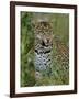 Female Leopard, Sabi Sands Game Reserve, South Africa-John Warburton-lee-Framed Photographic Print