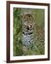 Female Leopard, Sabi Sands Game Reserve, South Africa-John Warburton-lee-Framed Photographic Print